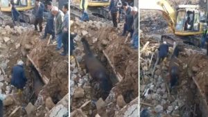 Cavalo é encontrado vivo nos escombros do terremoto na Turquia