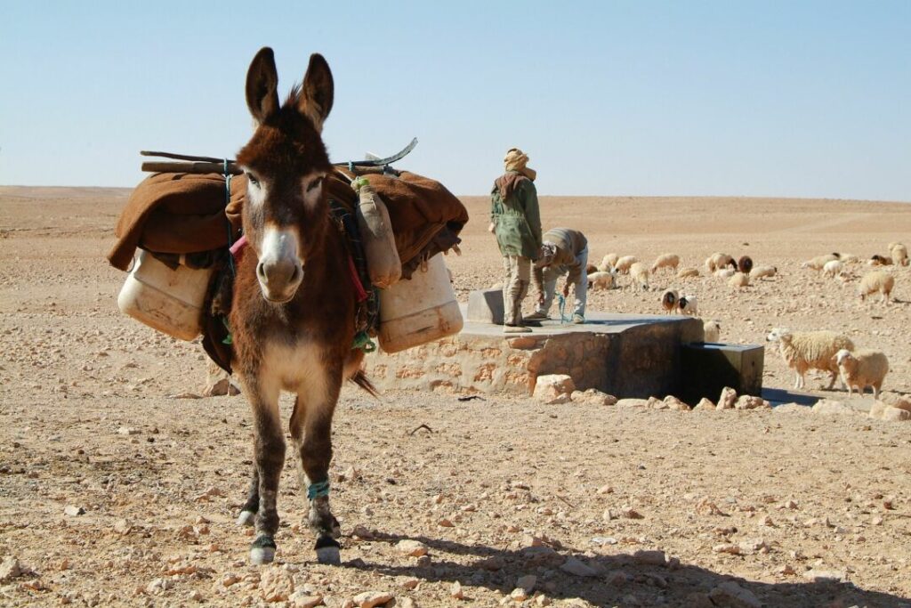 Pesquisa francesa revela as origens do primeiro animal de carga da humanidade: o burro