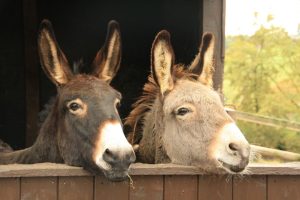 Pesquisa francesa revela origens do primeiro animal de carga da humanidade: o burro