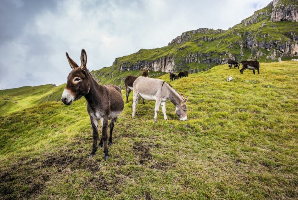 Pesquisa francesa revela as origens do primeiro animal de carga da humanidade: o burro