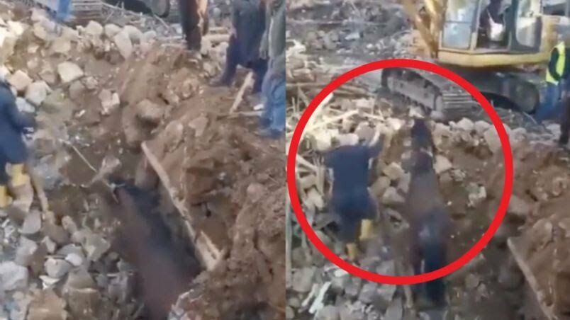Cavalo sai vivo dos escombros de terremoto na Turquia