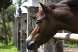 Herpesvírus assusta criadores do estado de São Paulo