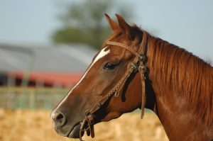 Brasileiros comemoram o ‘Dia do Cavalo’ em duas datas do ano