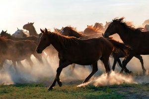 Atualização do “Estudo do Complexo do Agronegócio do Cavalo” é tema de encontro entre IBEqui, Embrapa e Esalq