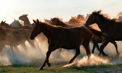 Atualização “Estudo do Complexo do Agronegócio do Cavalo” é tema de encontro entre IBEqui, Embrapa e Esalq