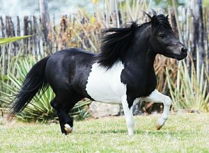 Mini horses, pôneis e demais raças de baixa estatura podem sofrer com obesidade