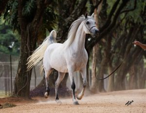 Leilão Fazenda Santa Paula & Fazenda Fortaleza disponibiliza sua reserva genética