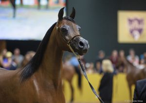 Bragança Paulista (SP) recebe Exposição do Cavalo Árabe neste sábado