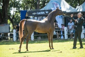 Cavalo Árabe chama atenção durante Expoagro em Bragança Paulista (SP)