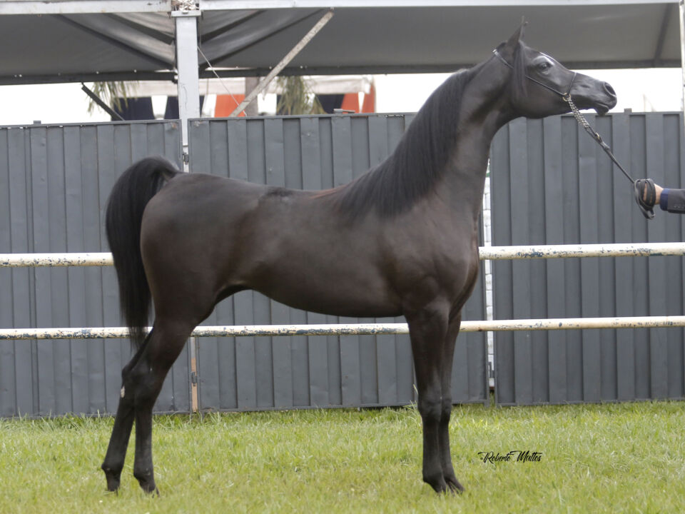 Exposição do Cavalo Árabe em Campo Grande (MS) registra sucesso de público