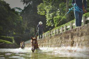 ‘Prosa Mangalarga’ destacará os cuidados e a prevenção de lesões nos cavalos de Marcha