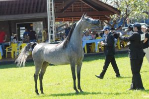 Campo Grande sedia exposição do cavalo Árabe neste sábado