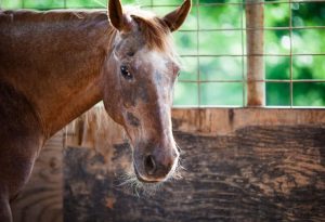 Cavalos idosos precisam de atenção redobrada quanto a sua alimentação