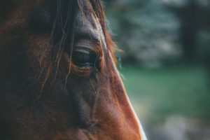 Inverno aumenta incidência de Influenza nos cavalos