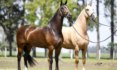 19ª Exposição Brasileira do Cavalo Mangalarga será realizada no interior de SP