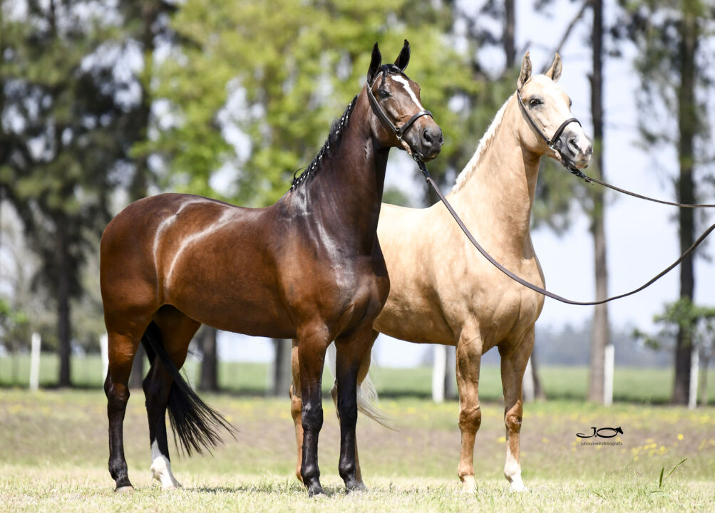 19ª Exposição Brasileira do Cavalo Mangalarga será realizada no interior de SP