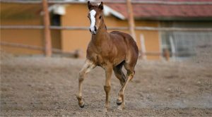 2º Leilão Virtual do Haras MCI é grande oportunidade para os admiradores de Três Tambores