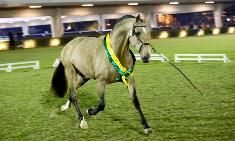 41ª Expo Internacional do Cavalo Puro Sangue Lusitano será realizada no Centro Hípico de Tatuí