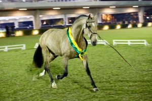 41ª Expo Internacional do Cavalo Puro Sangue Lusitano será realizada no Centro Hípico de Tatuí