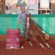 Bauru Tambor Fest vai reunir cavalos de todas as raças no interior de SP