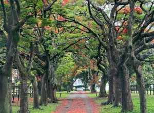 Bluegrass, um haras que nasceu do sonho em família