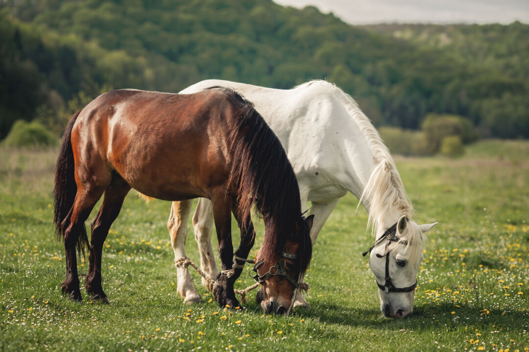 Cavalos incríveis, fascinantes e suas curiosidades