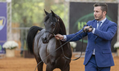 Exposição no Centro Hípico Tatuí (SP) irá reunir os melhores cavalos da raça Árabe