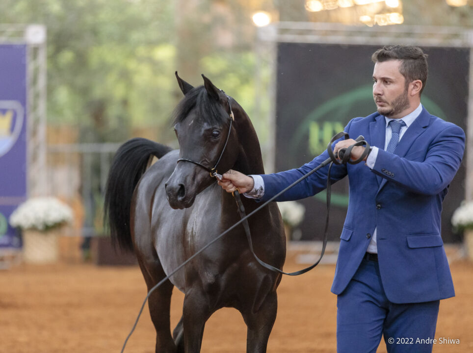Exposição no Centro Hípico Tatuí (SP) irá reunir os melhores cavalos da raça Árabe