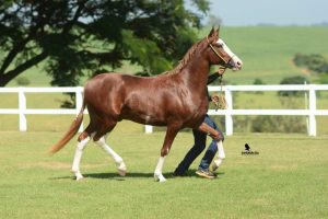 Facilpa recebe uma das mais tradicionais exposições de cavalos Mangalarga do Brasil