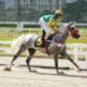 GP Paulo Jamil Saliba homenageia um grande incentivador do cavalo Árabe de corrida
