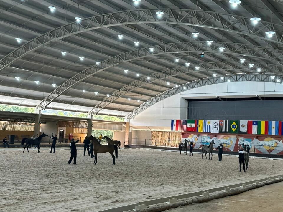 Exposição do Cavalo Árabe em Tatuí (SP) reúne criadores da raça de três países