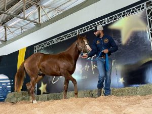 Haras Fazenda Bom Jesus comemora o sucesso do Leilão Estrelas do Tambor & Convidados 