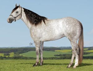 Haras Fazenda Bom Jesus promove Leilão Estrelas do Tambor & Convidados