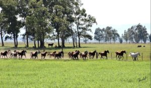 Haras Jacovas é marcado pela autossustentabilidade