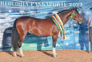 Morfologia do Cavalo Crioulo tem novos selecionados em Cuiabá (MT)