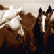 Revista IBEqui destaca ‘O Brasil dos Cavalos’ em sua primeira edição