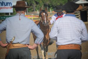 Seletiva na região do litoral catarinense reúne os melhores da criação de cavalos Crioulos