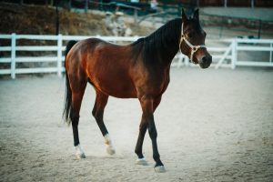 Síndrome do navicular: o que há de novo sobre a doença que atinge alguns cavalos