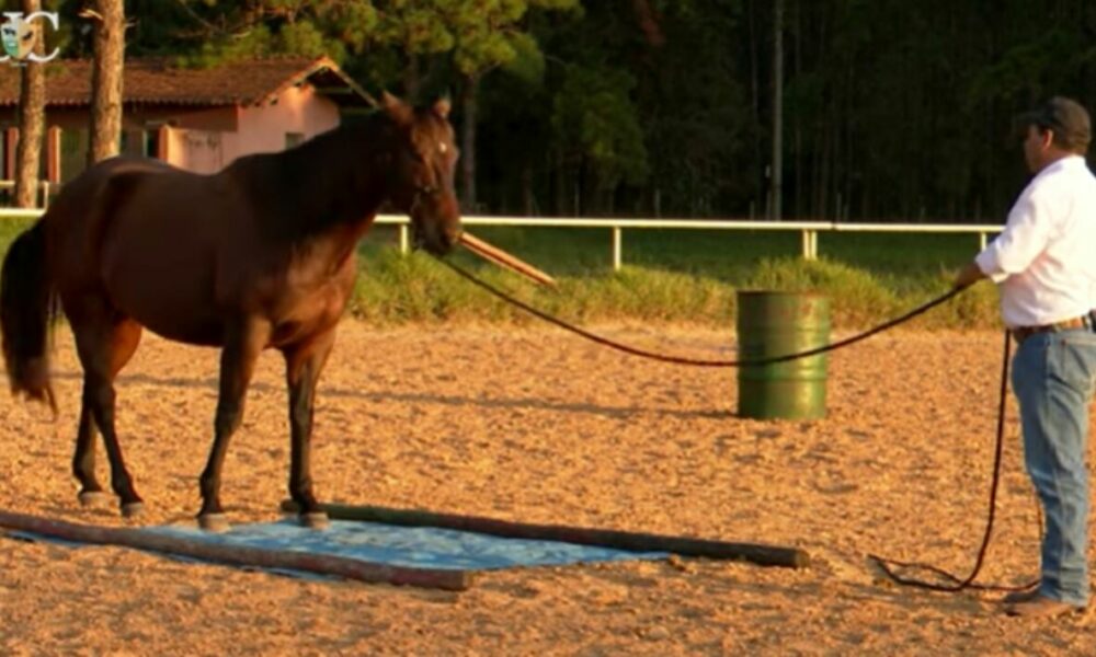 TV UC mostra como ensinar o cavalo a trabalhar corretamente na guia