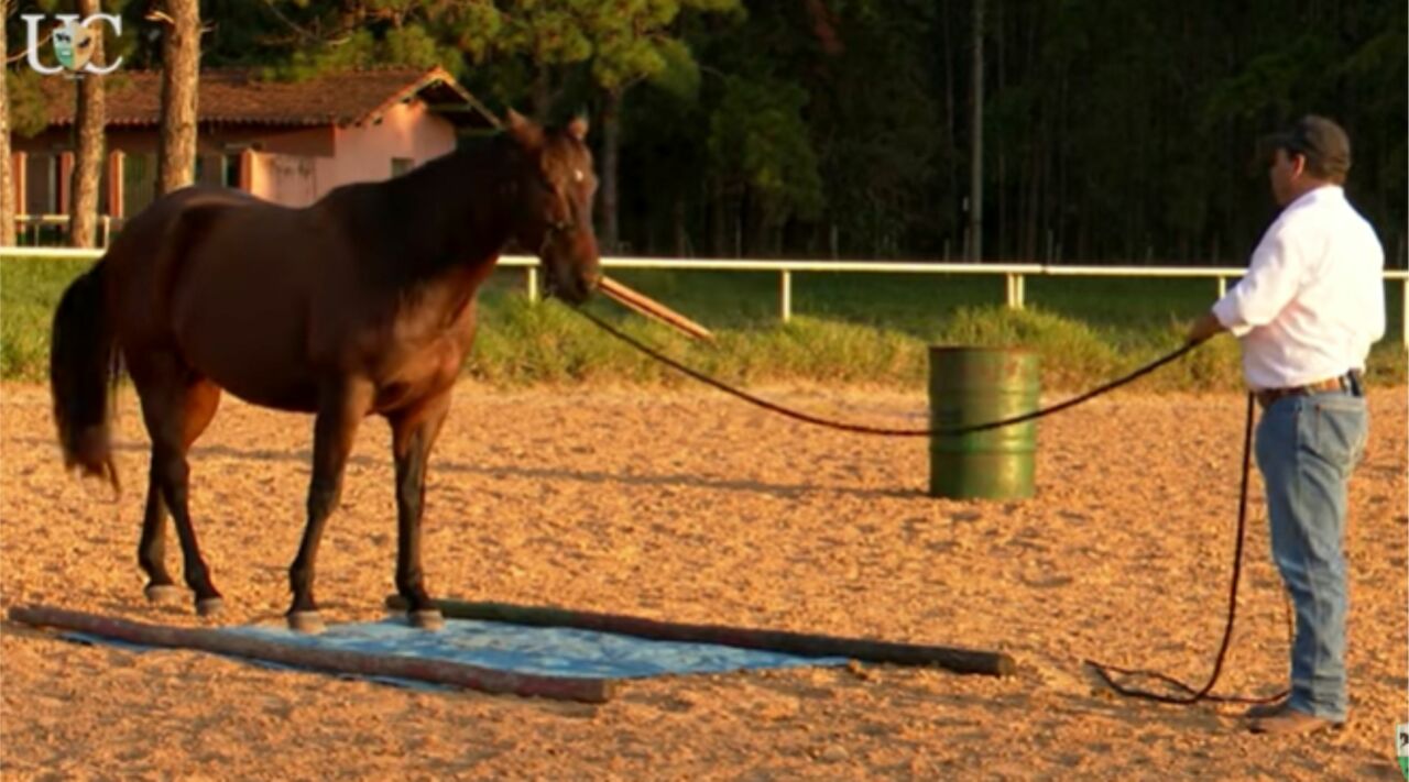 TV UC mostra como ensinar o cavalo a trabalhar corretamente na guia