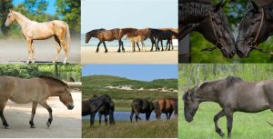 Cavalos raros têm suas raças preservadas com a ajuda de projetos e ações