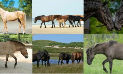 Cavalos raros têm suas raças preservadas com a ajuda de projetos e ações