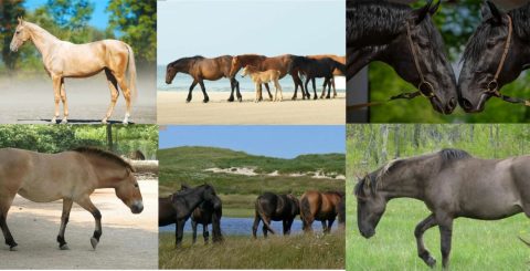 Cavalos raros têm suas raças preservadas com a ajuda de projetos e ações