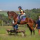 Clínica de Hipismo Rural destaca as habilidades do Cavalo Árabe para a prática do esporte