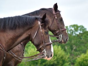 Endogamia entre equinos: quais as vantagens e desvantagens nessa prática