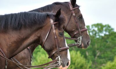 Endogamia entre equinos: quais as vantagens e desvantagens nessa prática
