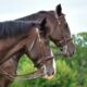 Endogamia entre equinos: quais as vantagens e desvantagens nessa prática