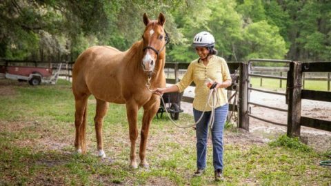 Entender os cavalos pode ajudar a melhorar as interações humano-robô
