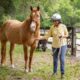Entender os cavalos pode ajudar a melhorar as interações humano-robô