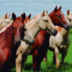 Pela proposta, o governo deverá manter um grupo de estudo setorial permanente sobre a equideocultura que envolve a cadeia produtiva de cavalos, mulas e burros
